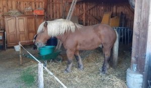 En Alsace, le cheval d'un viticulteur poursuivi par des voisins, excédés par l'odeur de crottin et d'urine