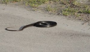 Ce serpent fait une attaque en pleine route