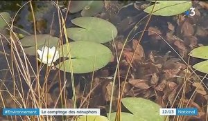 Environnement : le comptage des nénuphars