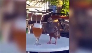 Cet oiseau adore la bière... Alcoolique