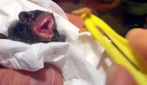 Un bébé chauve-souris mange des asticots