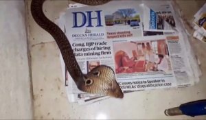 Une indienne découvre un énorme cobra royal dans sa maison