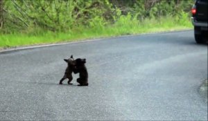 Quand tu croises deux adorables oursons sur la route
