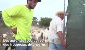 Des chèvres pour prévenir les incendies en Californie