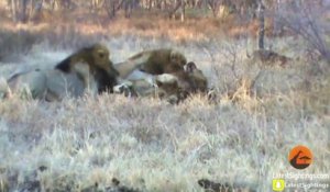 Quand des buffles sauvent la vie d'un lion malmené par 2 autres lions