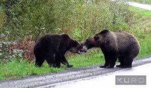 Un duel impression entre deux grizzlis - Canada