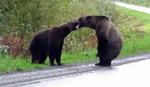 2 énormes ours se frappent au milieu de l'autoroute !