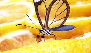 Ce papillon magnifique a les ailes transparentes