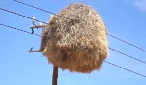Avez-vous déjà vu de si gros nids d'oiseaux?