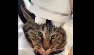 Ce chat semble apprécier son massage de la tête