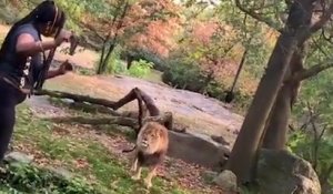 Au zoo, elle rentre dans l'enclos d'un lion pour le narguer