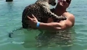 Cet homme nage avec son jaguar de compagnie... Magnifique
