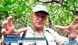 Nouvelle-Calédonie : observer la mangrove pour comprendre les changements climatiques
