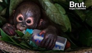 Un bébé orang-outan sauvé après avoir vu sa mère mourir sous ses yeux