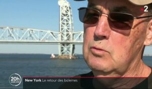 New York : les baleines à bosse réinvestissent la baie