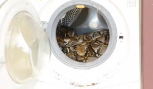 Ce qu'ils découvrent dans cette machine à laver est incroyable : python de 4 mètres