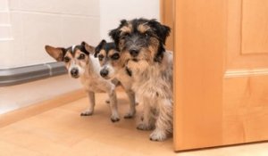 10 Races De Chiens Qui Ne Peuvent Pas Prendre Lavion Sur