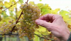 Autriche : le réchauffement climatique menace des vins prestigieux