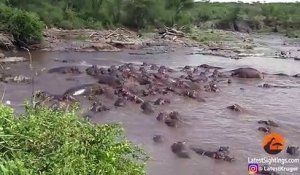 Quand un crocodile se retrouve face 30 hippopotames en colère