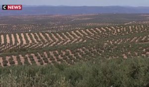 Les taxes américaines menacent les producteurs espagnols d’huile d’olive