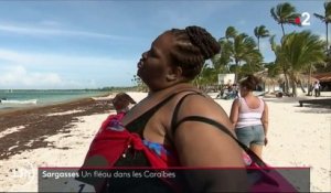 Caraïbes : les sargasses, un fléau à combattre