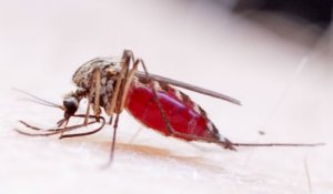 Virus Zika : consultez si vous avez récemment fréquenté cette zone
