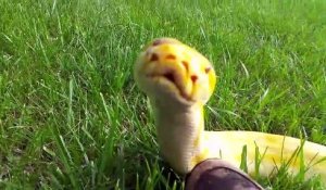 Ce serpent jaune est trop mignon : python birman