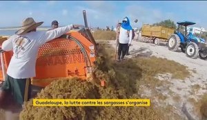Guadeloupe : la lutte contre les sargasses s'organise