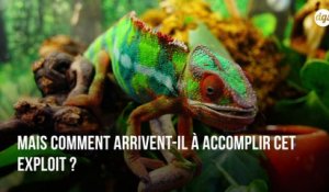 Quels secrets se cachent derrière le changement de couleur du caméléon ?