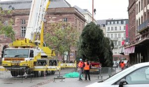 Le grand sapin est arrivé  à Strasbourg