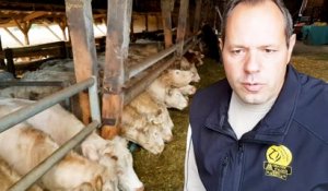 DNA - Viande bovine 'Caractère d'Alsace', un label régional valorisant pour l'éleveur