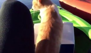 Un chat change de kayak et tombe à l'eau