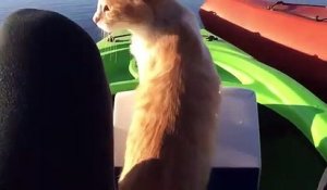 Ce chat tombe à l'eau en passant d'un Kayak à l'autre !