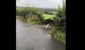 Ces vaches sautent par dessus la ligne blanche en traversant la route !