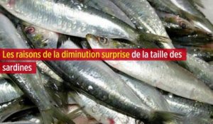 Les raisons de la diminution surprise de la taille des sardines