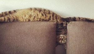 Ces photos de chats dans des positions étirées et improbables sont à mourir de rire