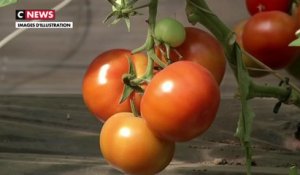 Un virus menace les cultures de tomates