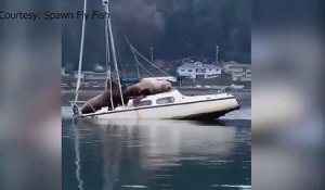 2 lions de mer ont réquisitionné un bateau pour leur sieste