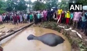 Des villageois unissent leur force pour sauver un éléphant proche de la noyade