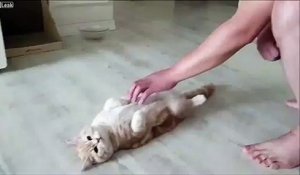 Ce chat a l'air tellement bien ! Massage
