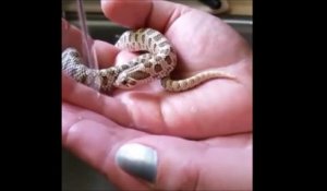 Un Serpent Qui Boit C Est Trop Mignon Sur Orange Videos