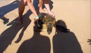 Des touristes sauvent une tortue piégée dans un filet de pêche