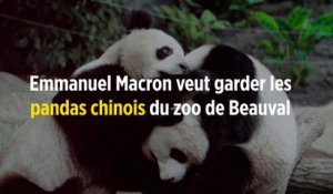 Emmanuel Macron veut garder les pandas chinois du zoo de Beauval