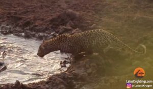 Ce léopard flemmard vient pecher dans une flaque d'eau