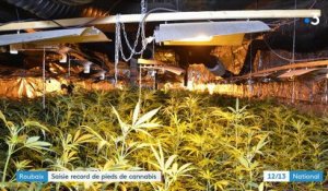 Roubaix : saisie record de pieds de cannabis