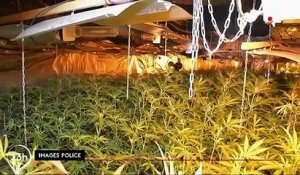 Cannabis : saisie record à Roubaix