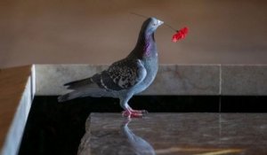 Un pigeon se construit un nid avec des coquelicots volés sur la tombe du soldat inconnu en Australie