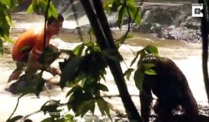 Il sauve un Orang-outan piégé dans les rapides d'une rivière