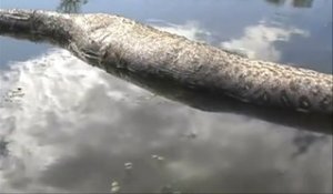 Un énorme anaconda de plus de 10m découvert dans une rivière au brésil