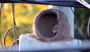 Les images incroyables d'oiseaux qui construisent leur nid